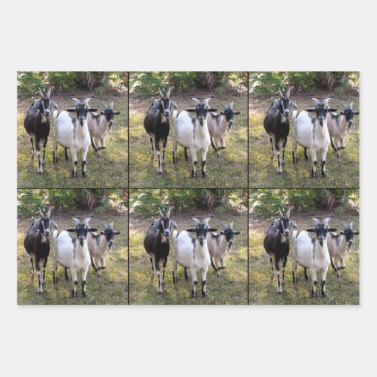 Drei Billy-Goats-Wrapper Geschenkpapier Set (Vorderseite 3)