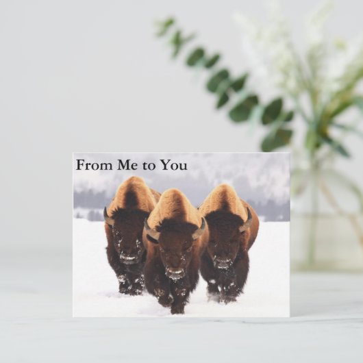 Drei Bison Postkarte (Stehend Vorderseite)