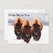 Drei Bison Postkarte (Vorne/Hinten)