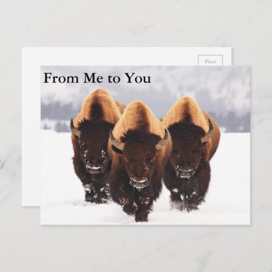 Drei Bison Postkarte (Vorne/Hinten)