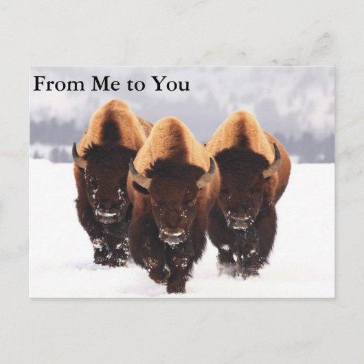 Drei Bison Postkarte (Vorderseite)