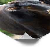 Drei Black Baldy Calves Poster (Ecke)