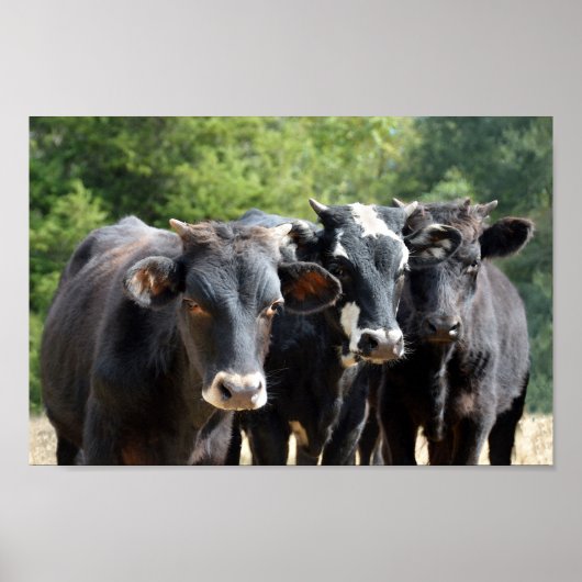 Drei Black Baldy Calves Poster (Vorne)