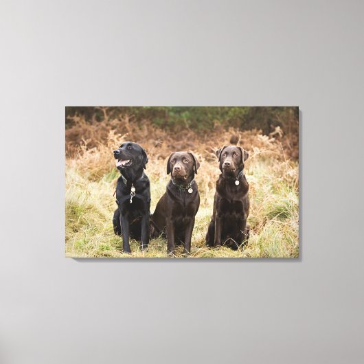 Drei Black Labrador Retrievers Leinwanddruck (Vorderseite)