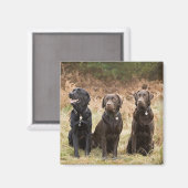 Drei Black Labrador Retrievers Magnet (Vorderseite/Rückseite)