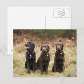 Drei Black Labrador Retrievers Postkarte (Vorne/Hinten)