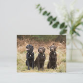 Drei Black Labrador Retrievers Postkarte (Stehend Vorderseite)