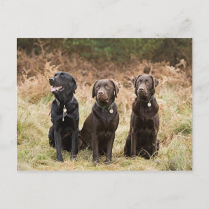 Drei Black Labrador Retrievers Postkarte
