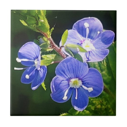 Drei blaue Blumen Fliese (Vorderseite)