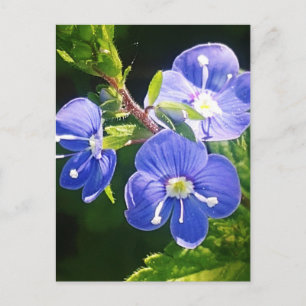 Drei blaue Blumen Postkarte