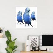 drei blaue Wellensittiche Poster (Heimbüro)