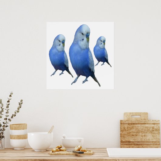 drei blaue Wellensittiche Poster (Küche)
