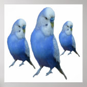 drei blaue Wellensittiche Poster (Vorne)