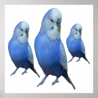 drei blaue Wellensittiche Poster