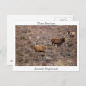 Drei Brüder, schottische Highlands Postkarte (Vorne/Hinten)