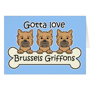 Drei Brüssel Griffons