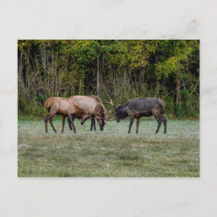 Drei Bull Elk Fighting Blank Postcard Postkarte