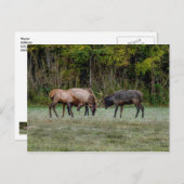 Drei Bull Elk Fighting Blank Postcard Postkarte (Vorne/Hinten)