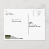 Drei Bull Elk Fighting Blank Postcard Postkarte (Rückseite)