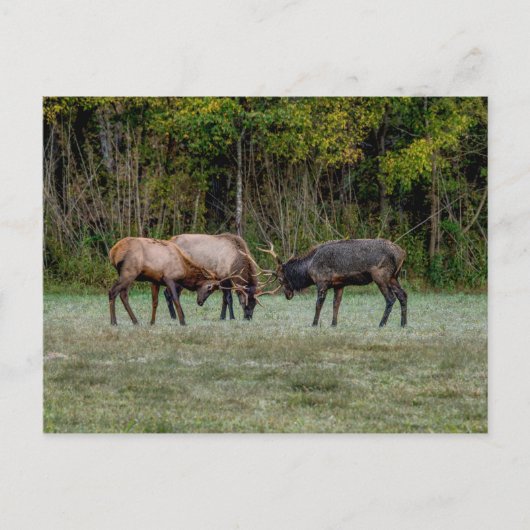 Drei Bull Elk Fighting Blank Postcard Postkarte (Vorderseite)