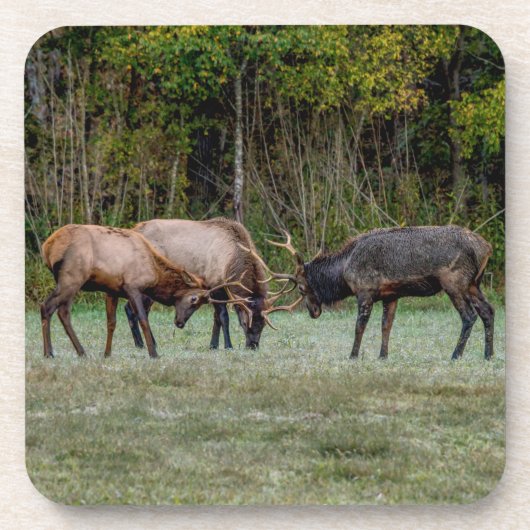 Drei Bull Elk Kämpfe Getränkeuntersetzer (Vorderseite)