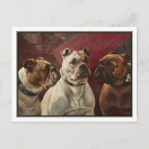 Drei Bulldoggen von Charles Boland Postkarte
