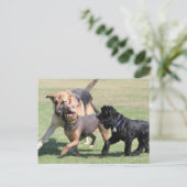 Drei Canine Playmates Postkarte (Stehend Vorderseite)
