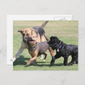 Drei Canine Playmates Postkarte (Vorne/Hinten)