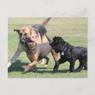 Drei Canine Playmates Postkarte