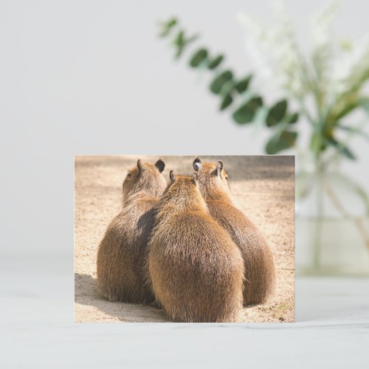 Drei Capybara Postkarte (Stehend Vorderseite)
