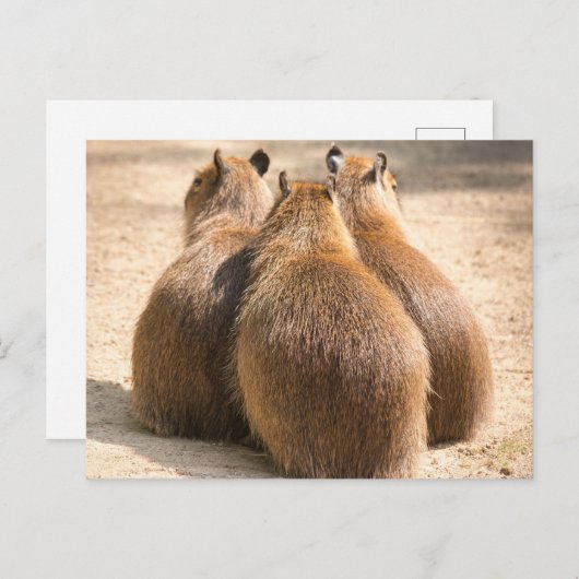 Drei Capybara Postkarte (Vorne/Hinten)