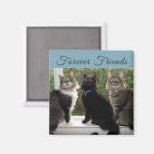 Drei Cat-Freunde im Fenster-Magnet Magnet (Vorderseite/Rückseite)