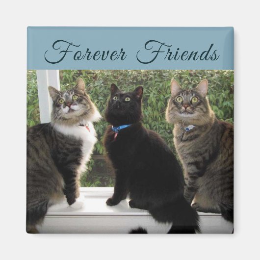 Drei Cat-Freunde im Fenster-Magnet Magnet (Vorne)