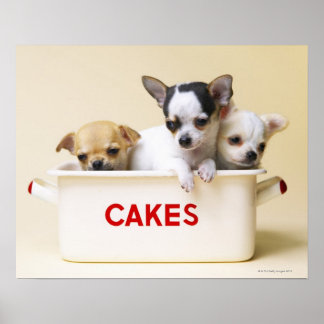 Drei chihuahua-Welpen in Kuchentin Poster