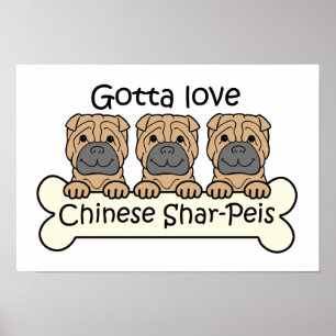 Drei Chinesen Shar-Peis Poster