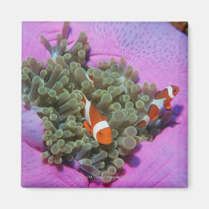 Drei Clown-Fische auf Seeanemone, Andaman Meer Magnet
