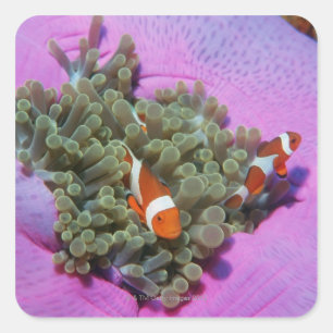 Drei Clown-Fische auf Seeanemone, Andaman Meer Quadratischer Aufkleber