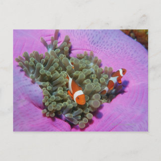 Drei Clownfische auf Anemone, Andamanensee Postkarte