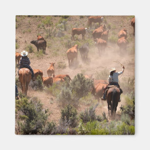 Drei Cowboys und Cowgirls treiben Rinder Magnet