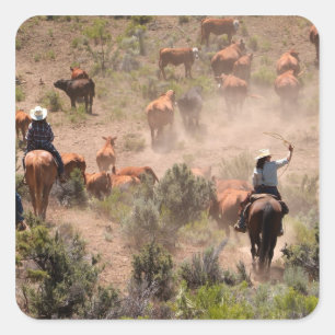 Drei Cowboys und Cowgirls treiben Rinder Quadratischer Aufkleber