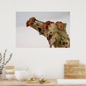 Drei Crested Geckos Poster (Küche)