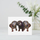 Drei Dackeln Hunde Postkarte (Stehend Vorderseite)