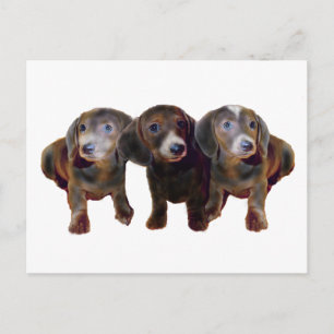 Drei Dackeln Hunde Postkarte