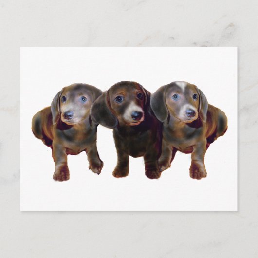 Drei Dackeln Hunde Postkarte (Vorderseite)
