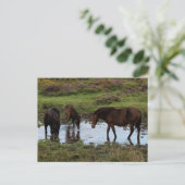 Drei Dartmoor-Ponys trinken am Wasserloch Postkarte (Stehend Vorderseite)