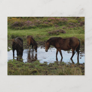 Drei Dartmoor-Ponys trinken am Wasserloch Postkarte