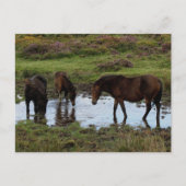 Drei Dartmoor-Ponys trinken am Wasserloch Postkarte (Vorderseite)