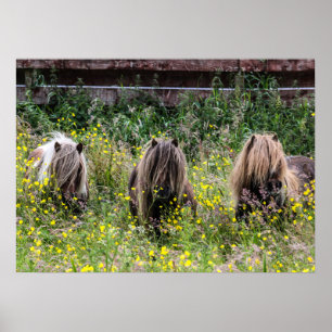 Drei die Shetlandinseln-Pony Stallions in einem Poster