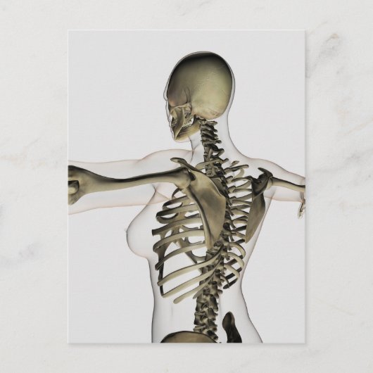 Drei dimensionale Sicht auf die weibliche obere Rü Postkarte (Vorderseite)