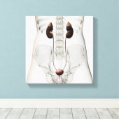 Drei Dimensionen des Harnsystems von Frauen Leinwanddruck (Insitu (Holzboden))